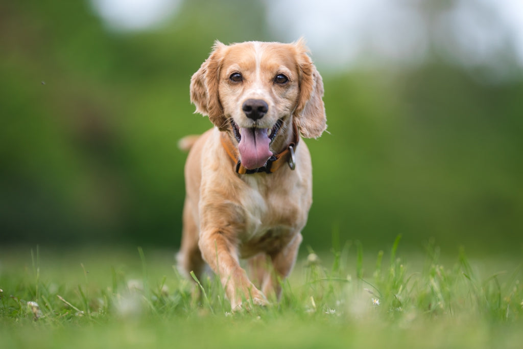 Happy dog in field