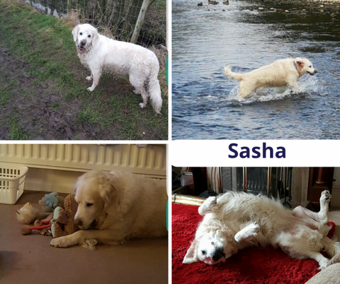 Pet of the month Sasha