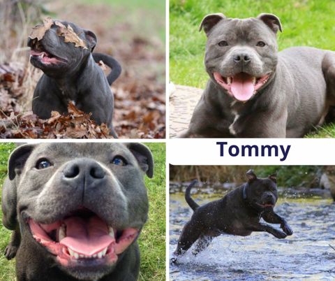 Pet of the month Tommy