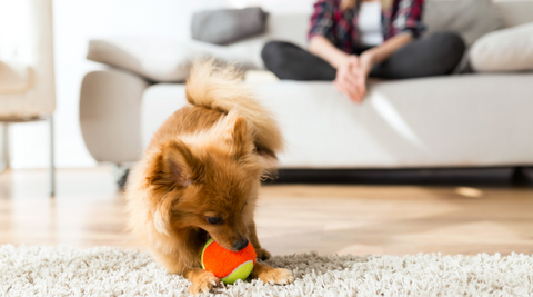 dog playing with toy while owner watches
