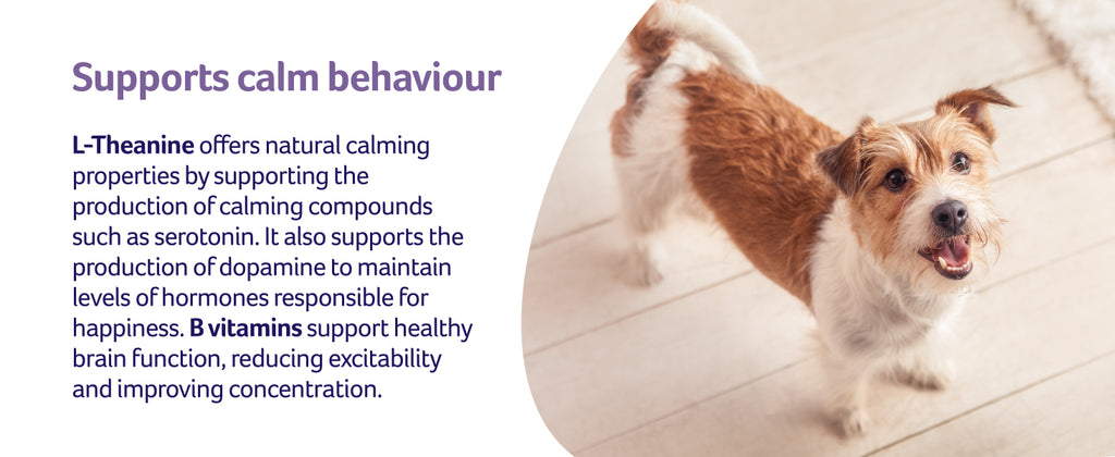 L-Theanine supports calm behaviour with image of dog 