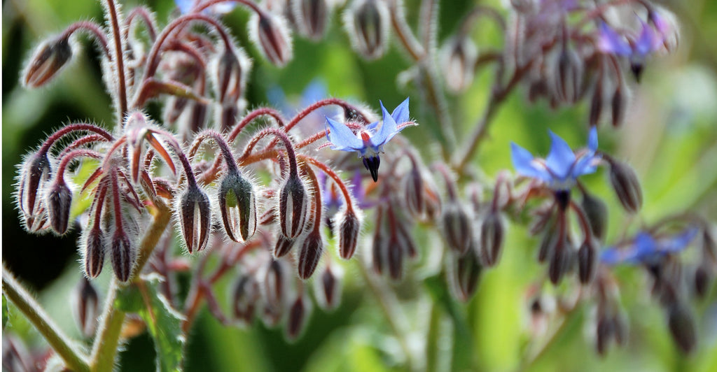 Borage plant 