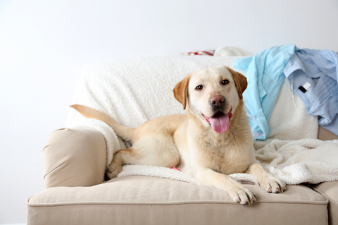 Golden Labrador looking happy sitting on sofa