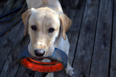 Yellow Labrador with tyre.