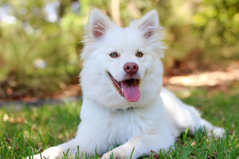 White dog smiles while lying down on grass