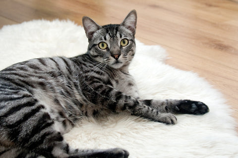 Grey tabby cat on a white fluffy rug