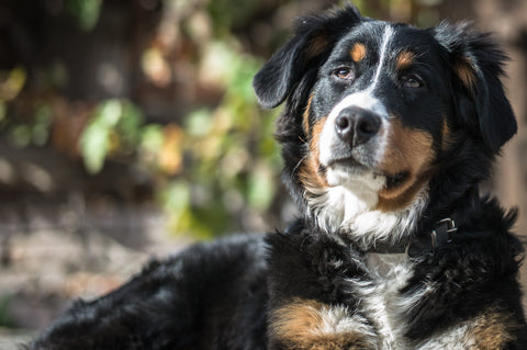 Dog looks at the camera while lying down in the shade.