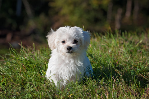 White fluffy puppy in a field