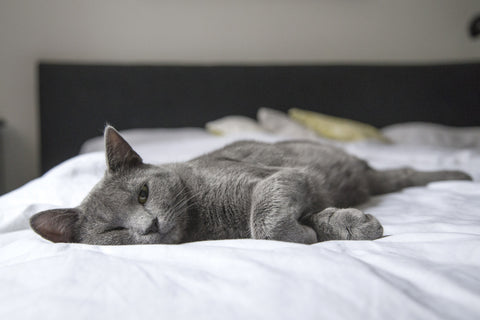 Grey sleepy cat on bed.