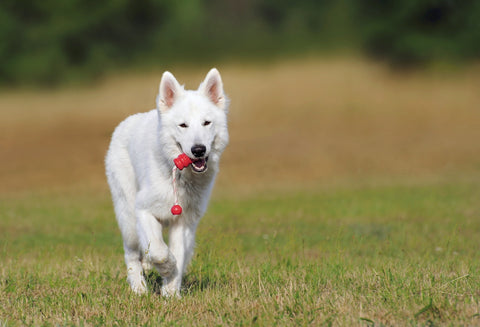 White dog running in field with a toy.