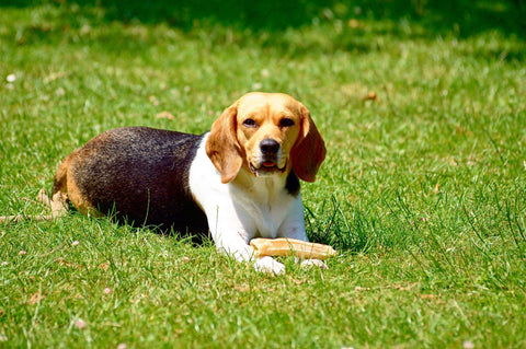 Beagle with bone lying in the grass.