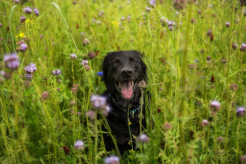Dog in flowers