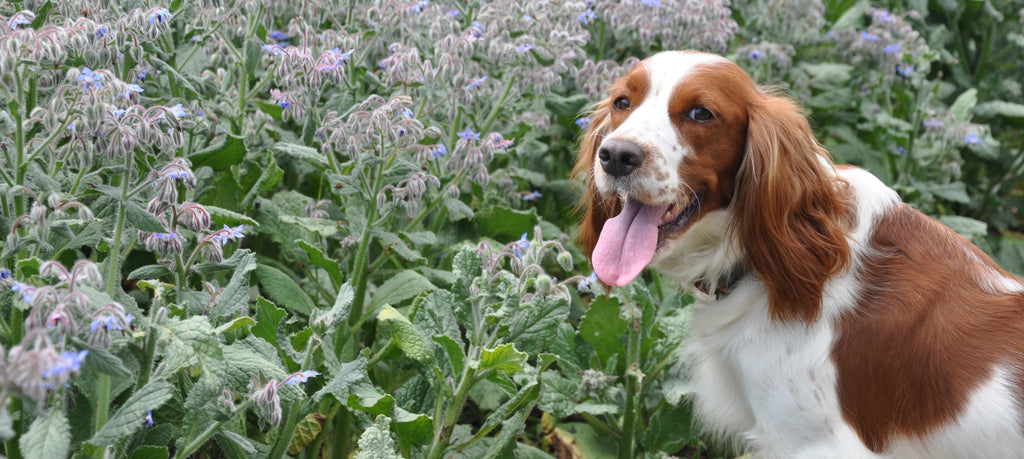 Borage flower and Pippa, the CEO's dog 
