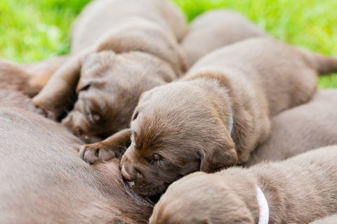 Chocolate puppies feeding on female dog