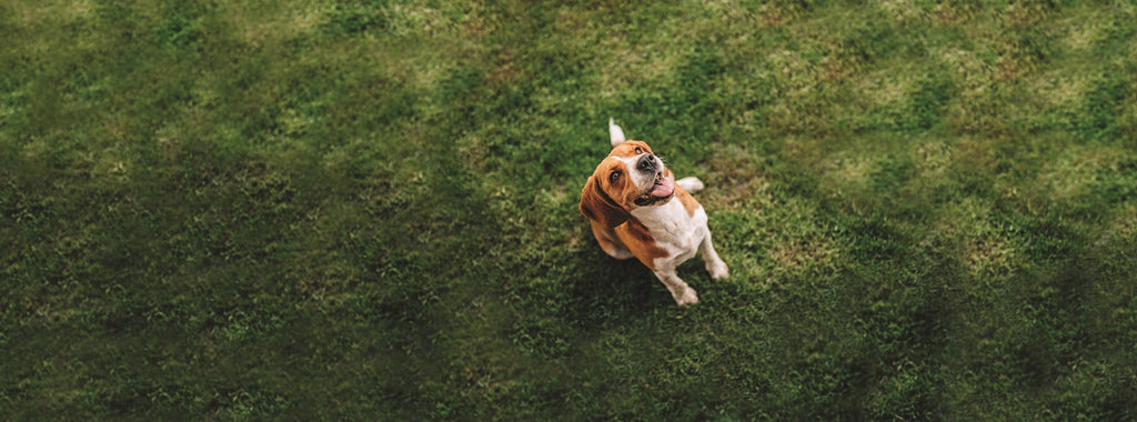 Dog on grass staring up 