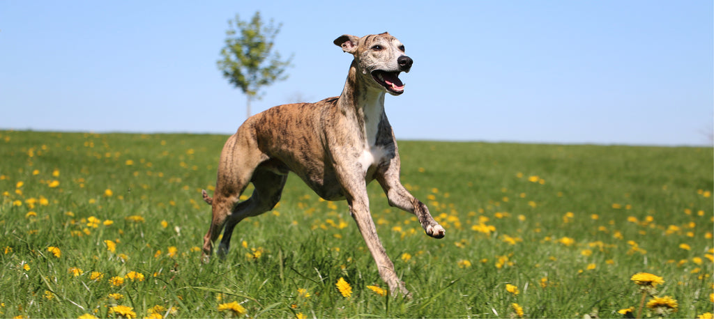 beautiful brindle whippet running through dandelions