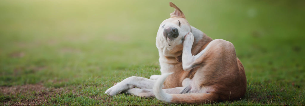 Morning dog scratches in field