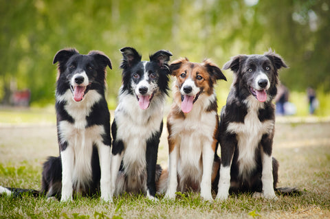 Group of happy, healthy dogs resting on a summer day