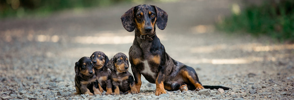 Dachshund with puppies 