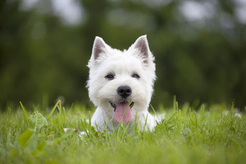 West highland terrier in grass