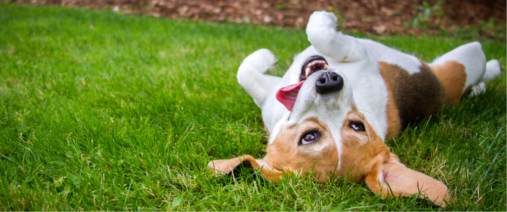 Beagle rolling in grass