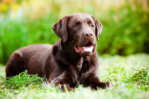 Dog smiling while outside