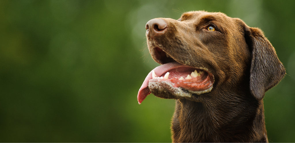 Happy Chocolate Labrador 