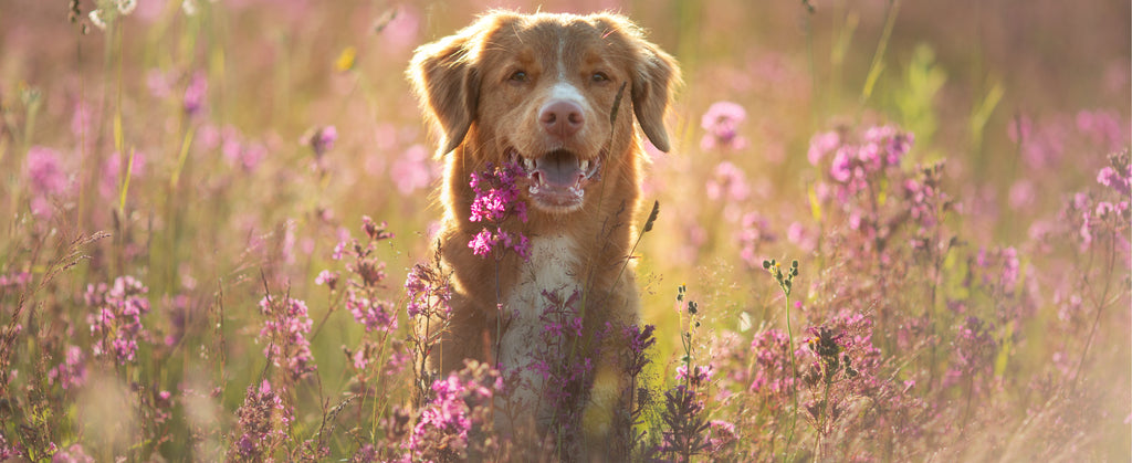 Nova Scotia Duck Tolling Retriever Dog in a field of flowers