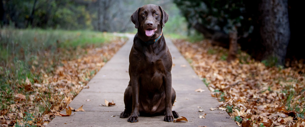 Senior Chocolate Labrador Retriever sitting in the park