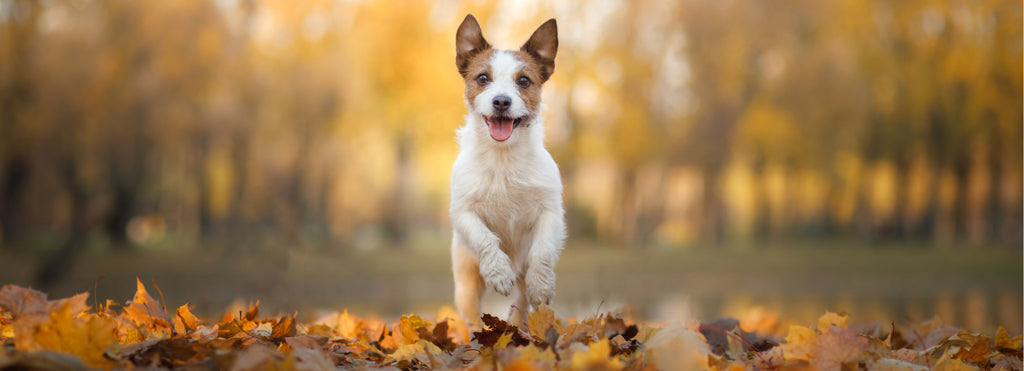 Jack Russell walking in leaves autumn