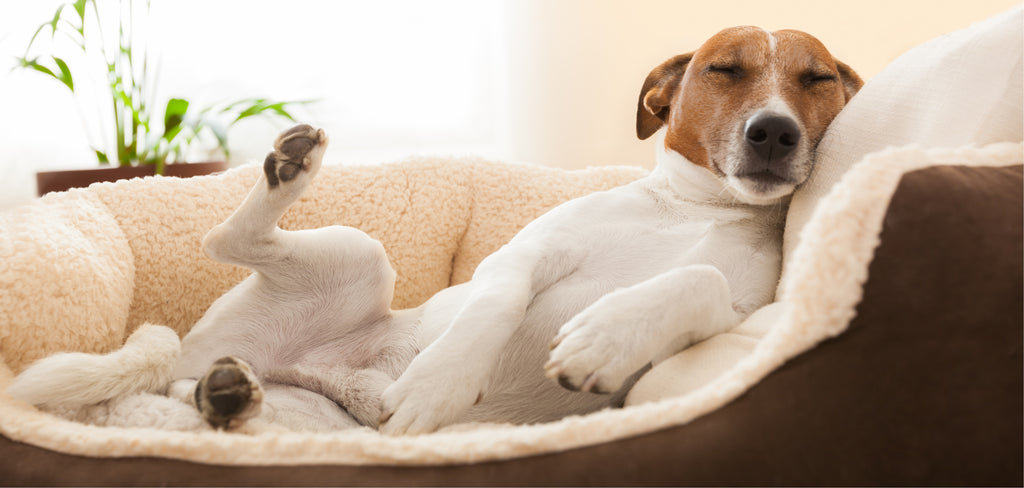 Dog lying in bed