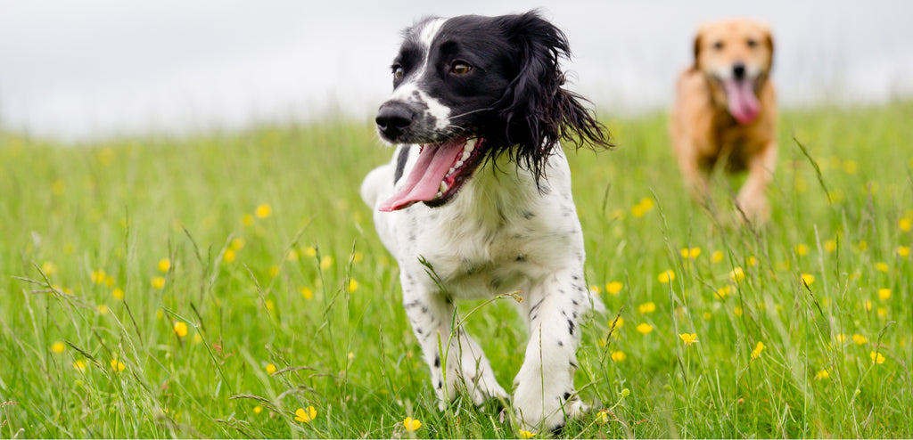 dogs having fun in a field of springtime buttercups