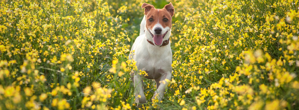 Dog in field of flowers with hay fever