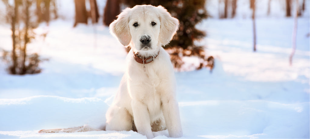 Dog sat in snowy field