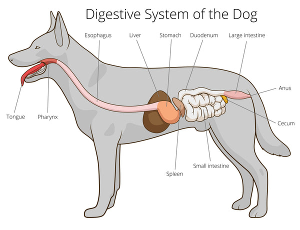 Dog digestive system