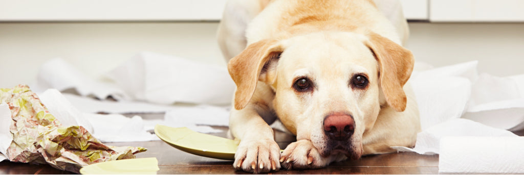 Dog displaying destructive behaviour