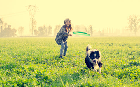 Dog playing in park runs after frisbee