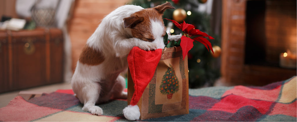 Dog sticking his head in Christmas gift 