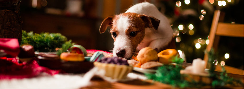 Dog eating Christmas meal off table