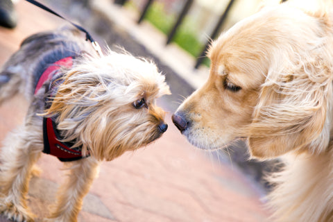 Two dogs meeting on a walk