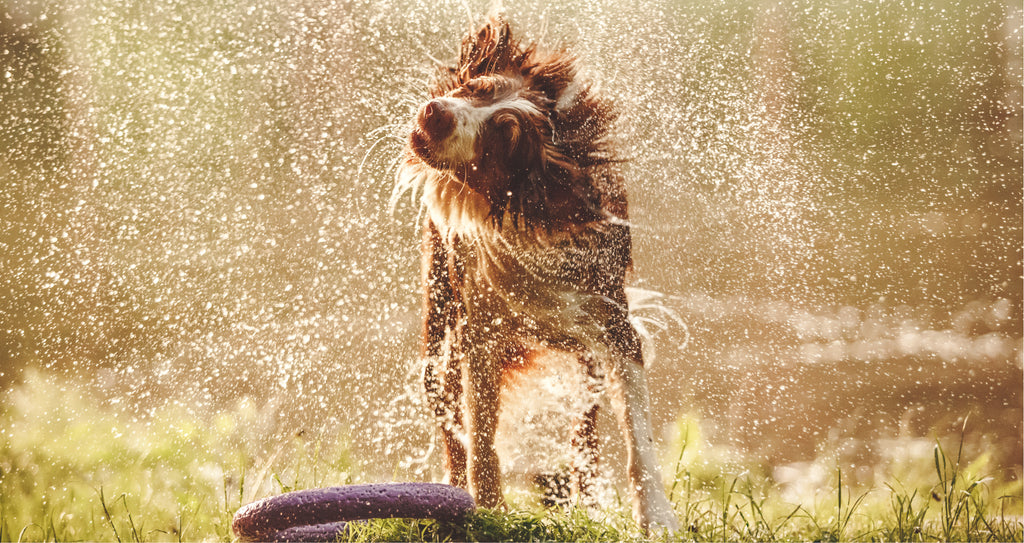 Dog shaking off water after swimming on a hot day