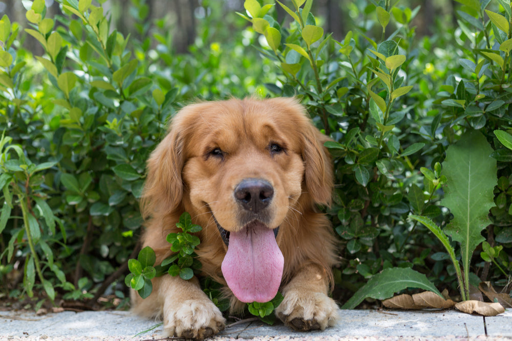 Dog with tongue out in the bush 