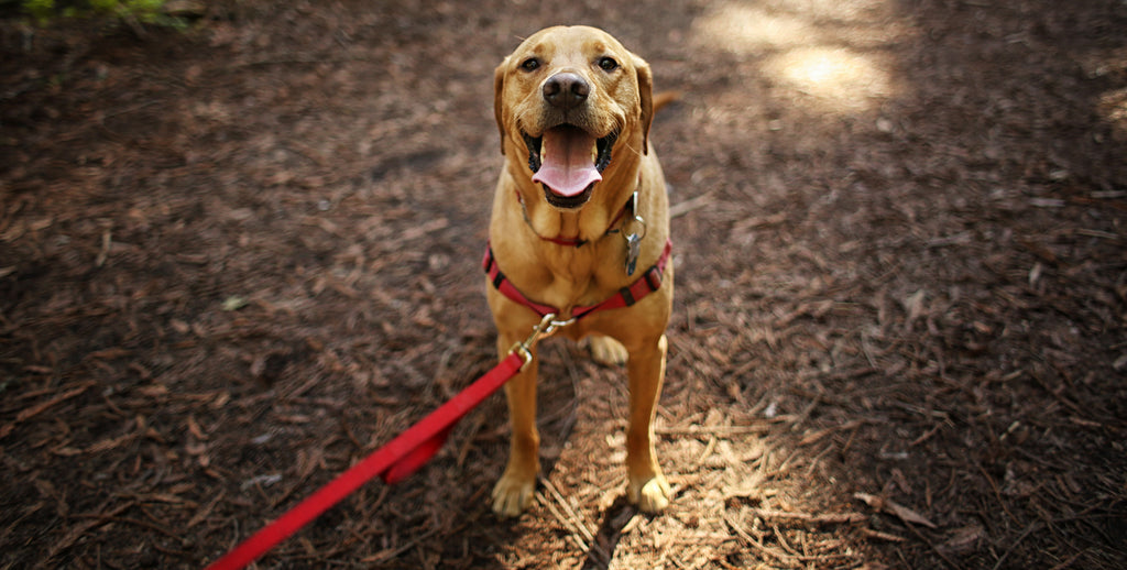 Dog on cool woodland walk