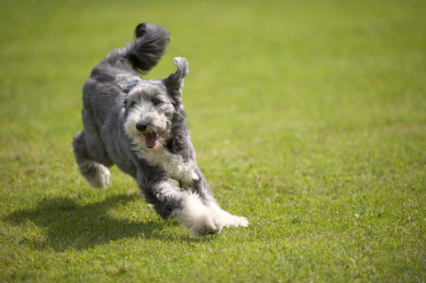Playful energetic dog runs through green grass field