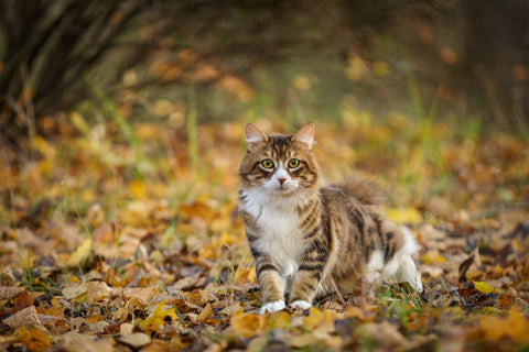 Curious cat exploring the countryside in the Autumn