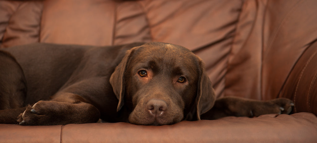 Chocolate Labrador on sofa