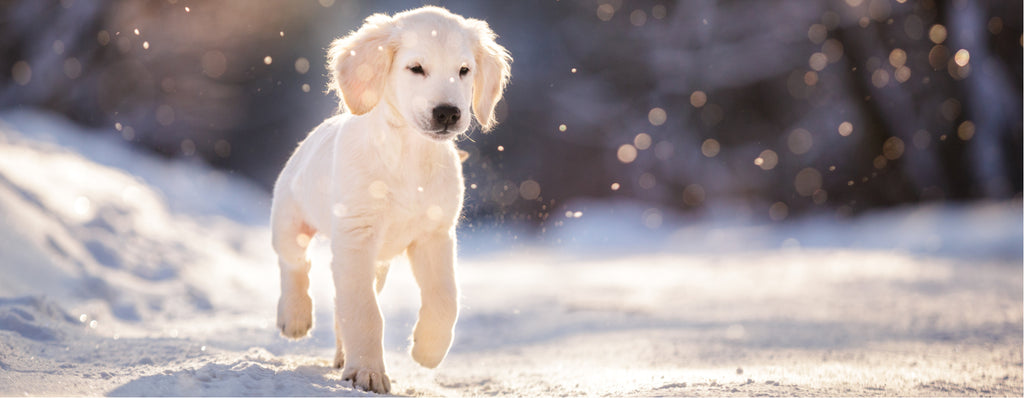 Puppy running in snow 