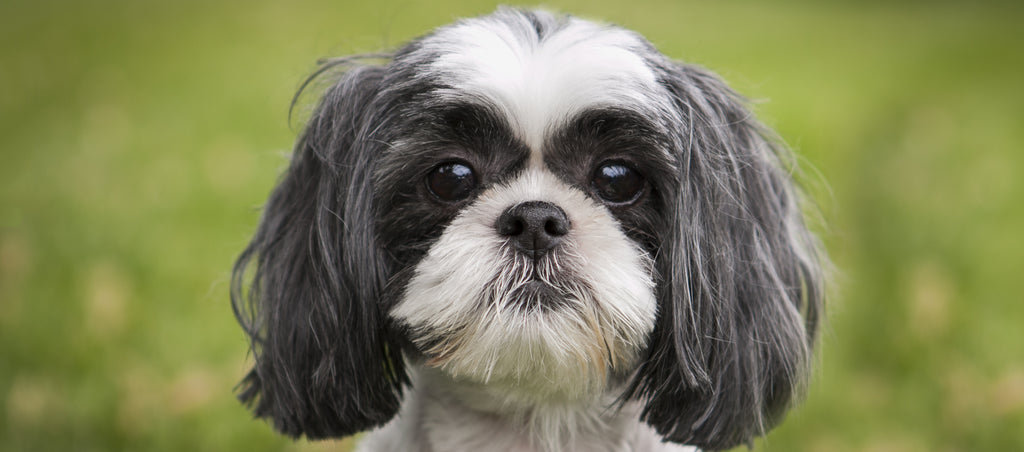 Shih Tzu staring at screen