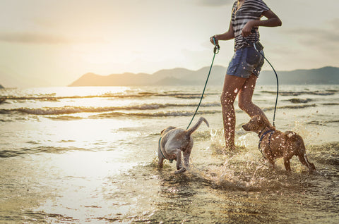 Two dogs on holiday play on the beach in small waves