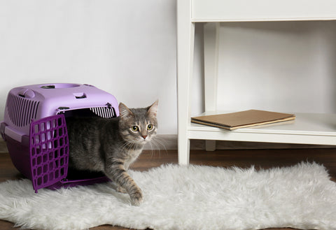 Cat leaving a cat carrier when arriving home. 